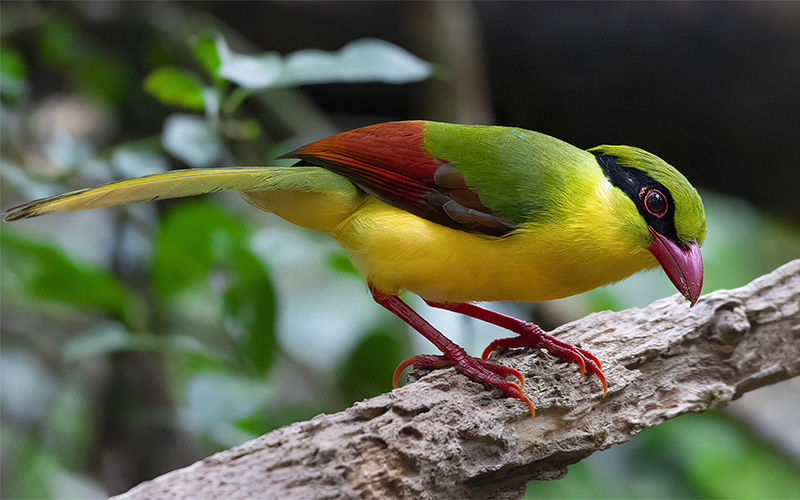 Indochinese Green Magpie at Deo Nui San (Di Linh), Southern Vietnam - Photo by Phuc Le